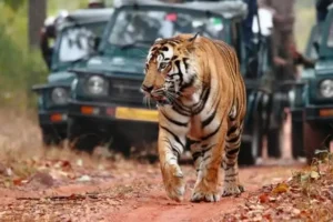 Ranthambore Safari Ticket Cost, Schedule, and Ideal Visit Period